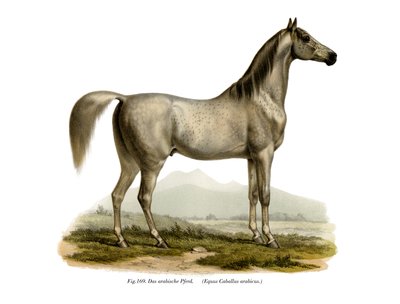 Arabisches Pferd von German School